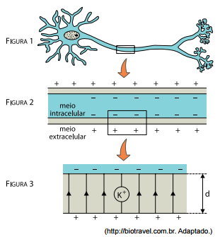 O sistema nervoso, por exemplo, é composto por neurônios (figura 1), células delimitadas por uma fina membrana lipoproteica que separa o meio intracelular do