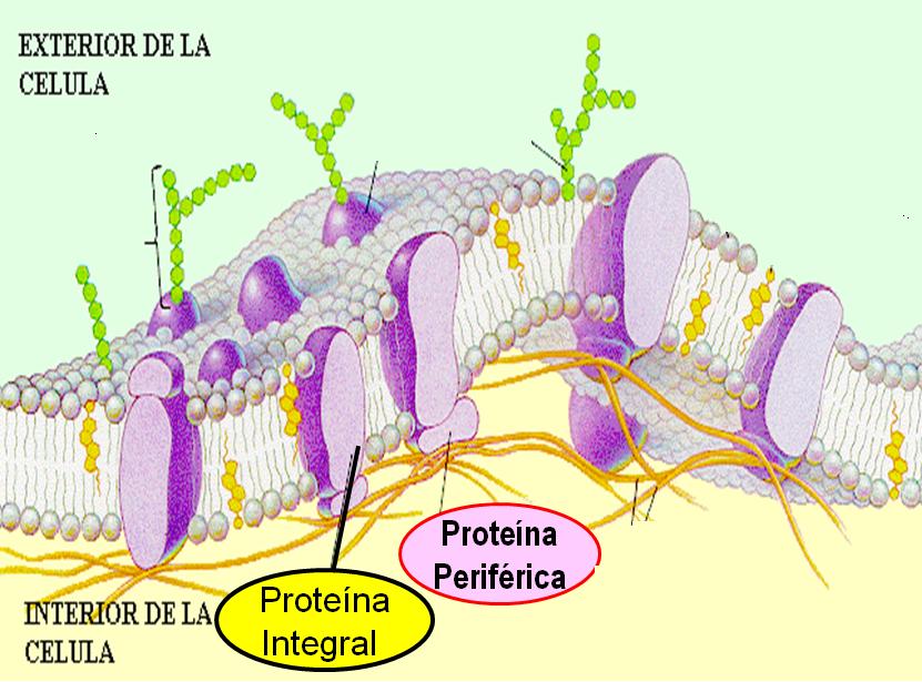 GLICOPROTEÍNA