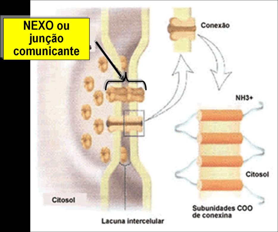 NEXOS ou JUNÇÕES COMUNICANTES São encontrados em célula embrionária cardíacas e hepáticas.