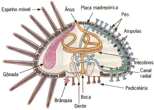 Filo Equinodermos Características: Sistema ambulacrário; por onde circula água e que permite movimentação, circulação e excreção.