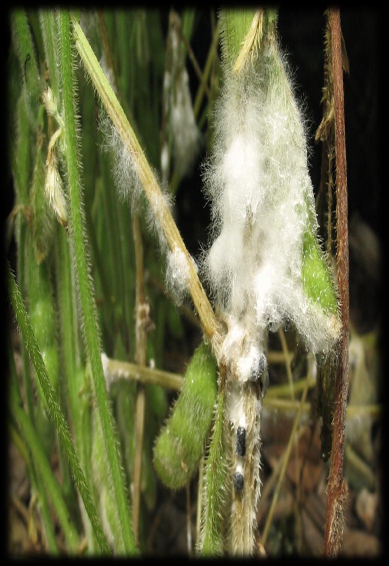 3.1 O mofo branco Sclerotinia sclerotiorum Fungo de solo Estruturas de resistência: escleródios Viável vários anos Favorecem o