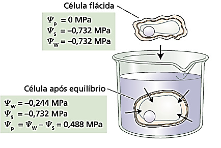 Agora, imagine dissolver sacarose na água até uma concentração de 0,1 M.