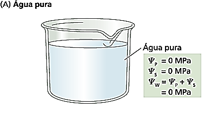 A água entra na célula ao longo de um gradiente de potencial hídrico.