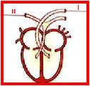a) Quais são esses tipos de vasos sangüíneos? A B C b) Cite duas diferenças estruturais entre as camadas dos vasos A e C.