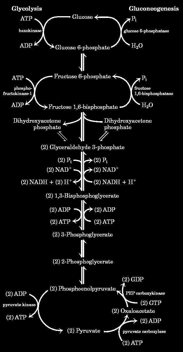 A gliconeogênese e glicólise não são exatamente idênticas.