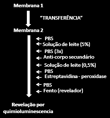 da Prova Prática QUESTÃO : O esquema 1 representa um procedimento genérico para a detecção das diferentes formas de proteínas conhecidas como eritropoietinas recombinantes.