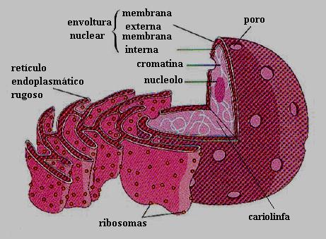 Retículo endoplasmático É um labirinto de espaços inclusos em membranas dobradas. É cravejado de ribossomos e está ligado à membrana nuclear. O RE liso não apresenta ribossomos.