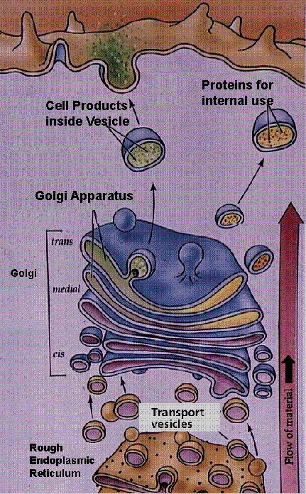 Aparelho ou aparelho de Golgi É um sistema de membranas (pilha de 3 a 20 sacos membranosos) que sintetizam carboidratos, grandes polímeros de sacarídeos, ácido hialurônico e sulfato de condroitina.