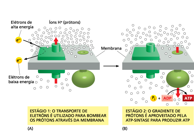 ATP/Potenciais de membrana