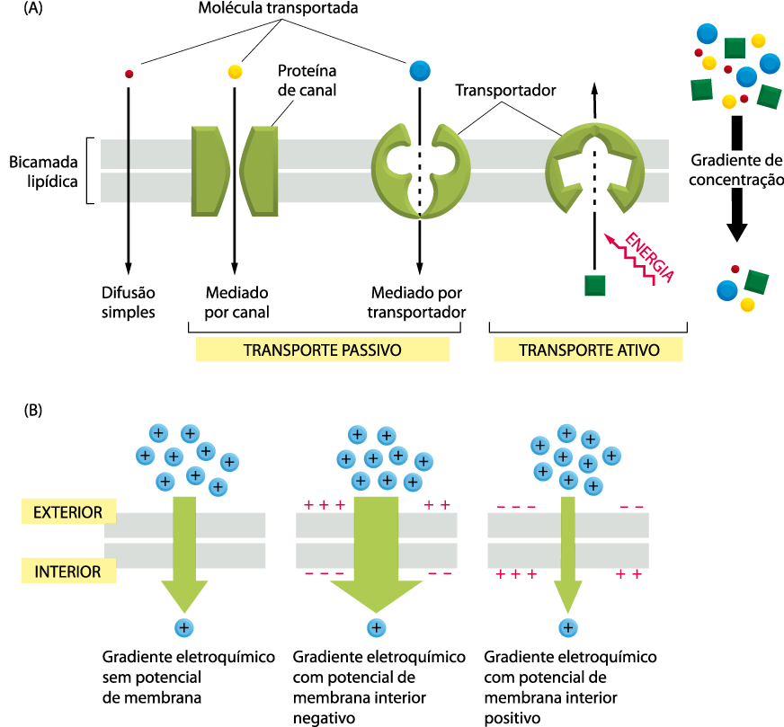 Transporte dependente de ATP (Ativos) Membranas