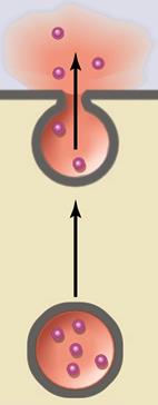 vesicular - Exocitose