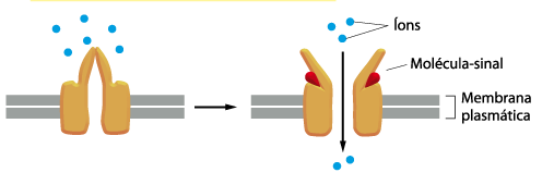 Membranas celulares propriedades elétricas Membranas Celulares - Propriedades Elétricas Os canais iônicos são