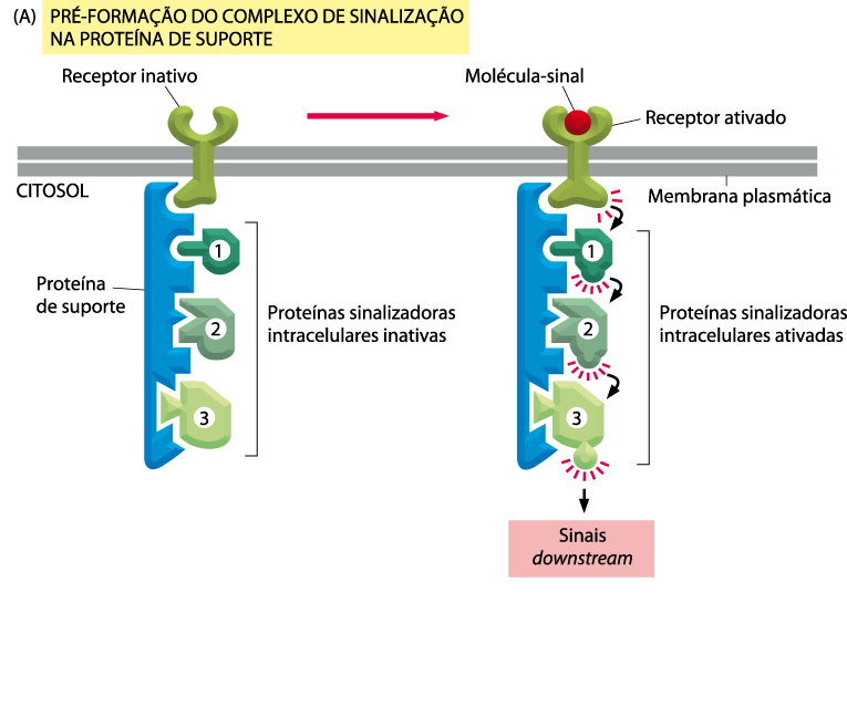 Ancoragem/Ligação/Sinalização Membranas celulares -