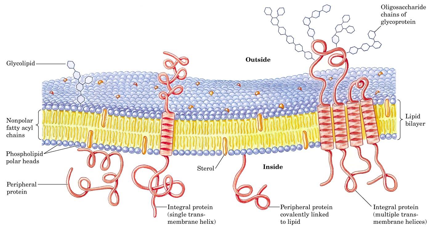 biológicas apresentam uma estrutura