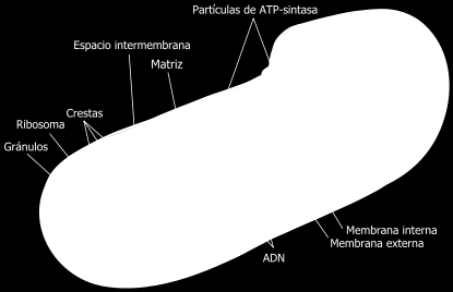 Diferenças de conteúdo proteico vs lipídico dependendo da função