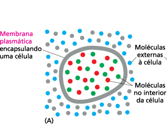 Membranas celulares Membranas celulares - Importância Cruciais para a vida da célula Separa o Líquido Intracelular do