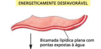 Membranas celulares Bicamada