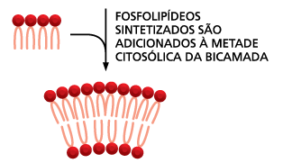 Membranas celulares Bicamada Lipídica Moléculas de