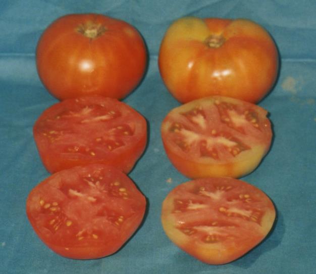 Melhoramento do Tomateiro para Resistência ao Agente Patogênico da Murcha Bacteriana Tomate (Solanum lycopersicum) Cultivar Yoshimatsu Características: Resistencia genética ao