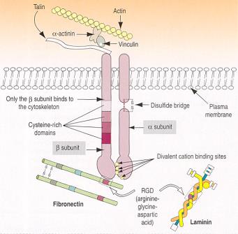 Grandes tipos tecidulares: Tec. Epiteliais revestimento glandular Tec.