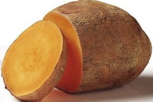 1 Batata yacon controla diabetes, colesterol e aumenta a saciedade Conheça outros benefícios para a saúde desse carboidrato de baixa caloria A batata yacon é uma batata com aspeto semelhante ao da