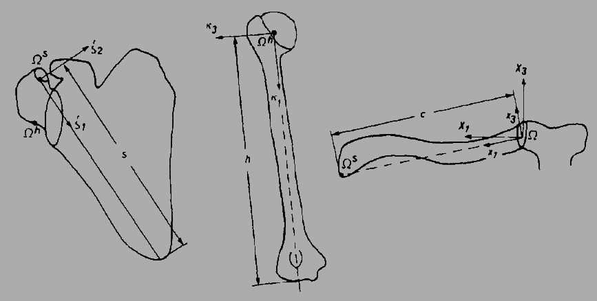 67 Figura 4.3 Dimensões medidas na escápula, no úmero e na clavícula, respectivamente (HOGFORS et.al, 1987). Figura 4.4 Dimensões das geometrias tridimensionais das estruturas ósseas: escápula, úmero e clavícula.