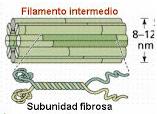 FILAMENTOS INTERMEDIÁRIOS Diâmetro entre o dos microfilamentos e os filamentos de actina (10 nm) Composição: proteínas diversas. Ex: queratina.