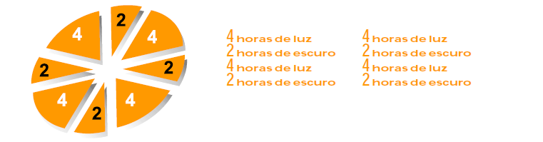 Programa de luz intermitente p/ pintainhas de 1 dia (alternativa) Após 24h luz nos primeiros 2-3