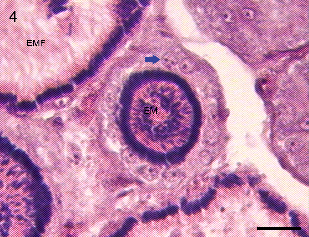 estágio, os espermatócitos organizam-se em cistos dando origem as espermátides. Nesses túbulos também ocorrem a espermiogênese.