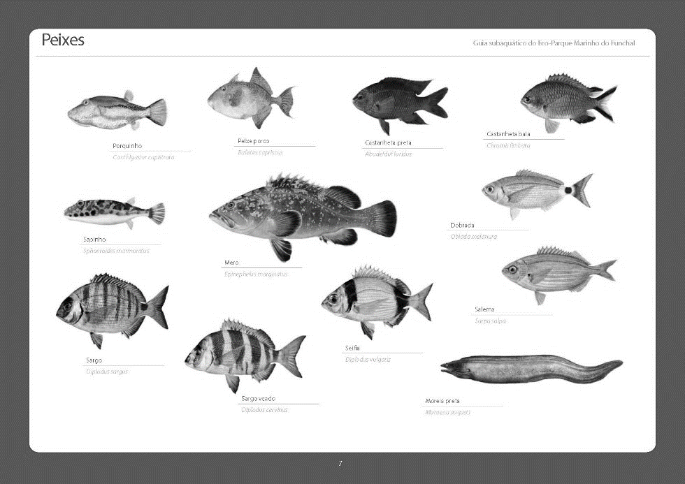 Figura 15 - Peixes do Ecoparque Marinho do Funchal. Fonte: Araújo et al.,2008.