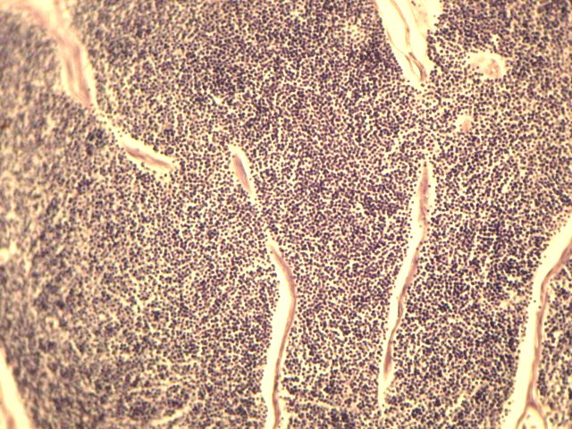 anguillicaudatus (G-L), coletados no polo de piscicultura ornamental de Muriaé (Hematoxilina-eosina).