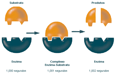 Enzimas catalizadoras de reações biológicas. Enzima= é uma proteína Aceleram os processos biológicos.