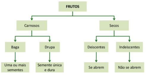 PARTES DA PLANTA FLORES Inflorescências são ramos com flores muito próximas.