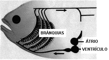 c) A partir de ancestrais terrestres, alguns mamíferos ocuparam o ambiente marinho. Cite duas características morfológicas e/ou fisiológicas que permitiram a sua adaptação a esse ambiente. 11.