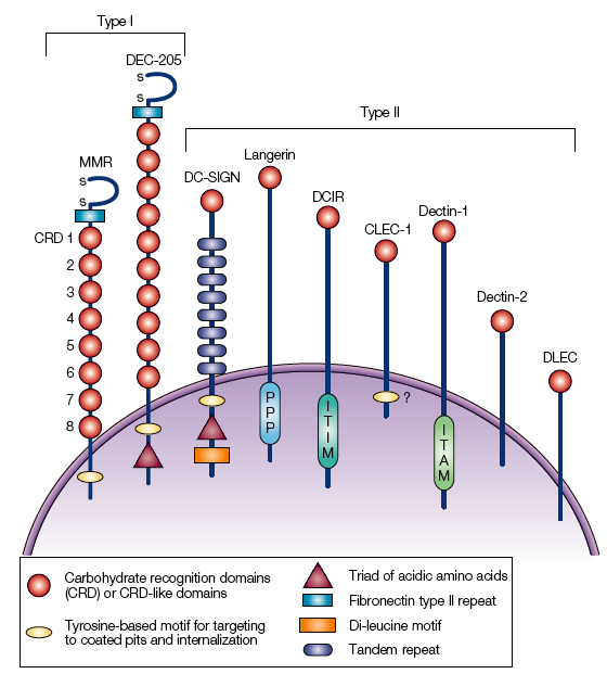 24 bem como Langerina (39, 40), enquanto a subpopulação CD8α - positiva (32). é DCIR2 Figura 1- Lectinas do tipo C expressas por células dendríticas.
