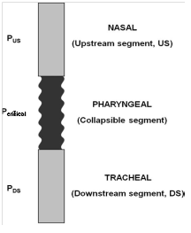 Figura 6: Representação esquemática da faringe (e dos seus segmentos, superior e inferior), da nasofaringe e da traqueia Fonte : Susarla et al., 2010.