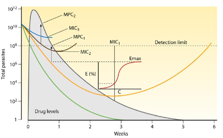 Algumas particularidades do estudo 1. Baixo risco de reinfecção 2.