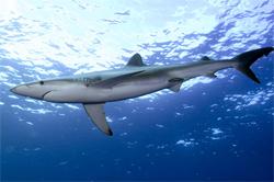 O Tubarão-azul O tubarão-azul, também conhecido como tintureira, é uma espécie tipicamente oceânica que pertence à família Carcharhinidae.