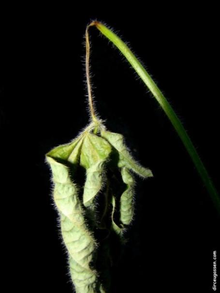 Necrotróficos Cercosporiose