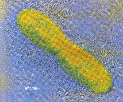 Fímbrias Estruturas filamentosas mais curtas e delicadas que os flagelos, semelhantes a pêlos, que se originam da membrana plasmática, e são usados para fixação, e não para motilidade.