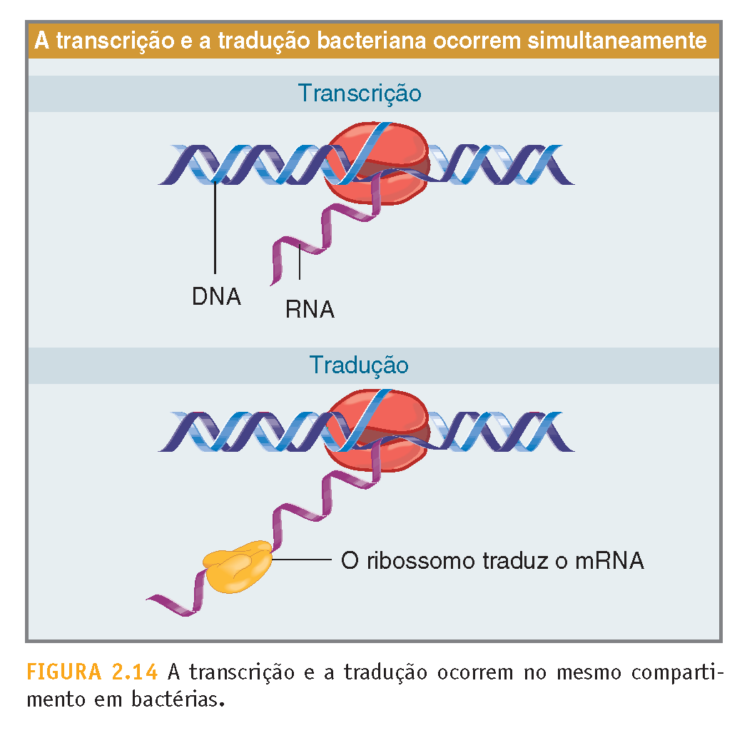 E onde fica o RNA?