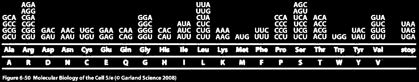 O código genético é redundante -> a maioria dos aminoácidos são codificados por mais do que 1 codão. AUG codifica para Met e é também o codão de iniciação.