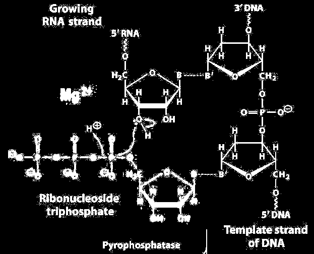 Tal como as DNA polimerases, as RNA polimerases catalisam a