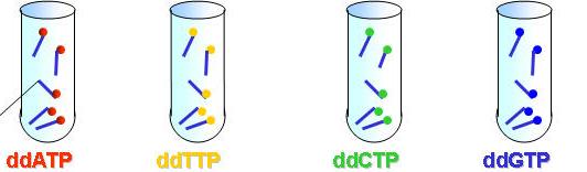 DNA molde Iniciador Taq polimerase dntps