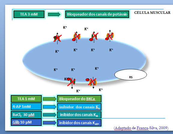 124 possível participação dos canais para potássio nos efeitos induzidos pela pirona- 198.
