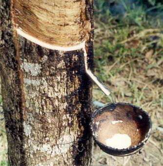 CONCEITOS E DEFINIÇÕES Exploração florestal - Uso ou consumo de um recurso, um alimento, por exemplo, por um organismo.