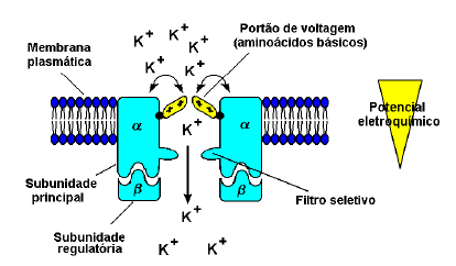 Transporte de