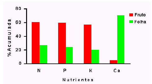 Translocação de solutos Papéis na