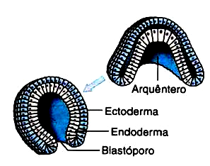 Gastrulação Fase do desenvolvimento embrionário marcada pela diferenciação dos folhetos germinativos, do arquêntero e do blastóporo.