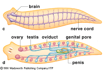 PLANÁRIA